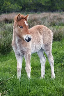 Foal, Icelandic horse or pony -Equus przewalskii f. caballus-