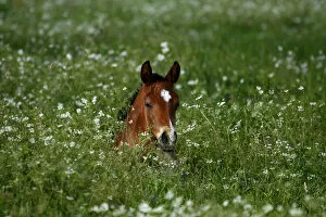 Perissodactyla Gallery: Foal on a pasture