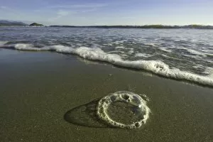 Foam bubbles on sandy beach, BC, Canada