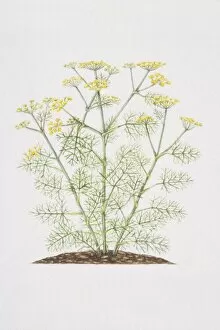 Spice Gallery: Foeniculum vulgare, flowering Fennel plant