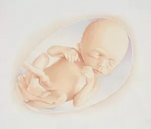 Images Dated 1st June 2006: Foetus in the amniotic sac, front view