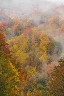 Images Dated 12th October 2014: Fog over autumn colored forest, North Carolina, USA