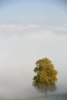 Fog with autumnal tree on at Rorschacherberg, Switzerland, Europe