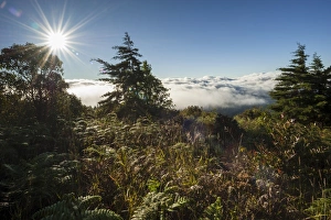 Mist Collection: Fog, backlit, sun, Doi Inthanon National Park, Chiang Mai Province, Northern Thailand, Thailand