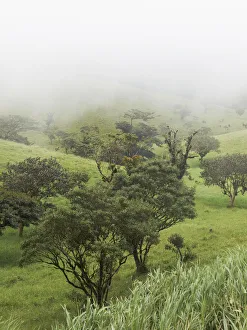 Images Dated 4th November 2012: Fog clouded green mountain forest on the edge between the Pacific
