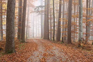 Mist Collection: Fog in a colourful forest in autumn with beeches -Fagus sylvatica- and noble firs -Abies procera