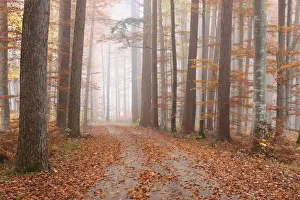 Misty Mood Prints: Fog in a colourful forest in autumn with beeches -Fagus sylvatica- and noble firs -Abies procera