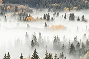 Images Dated 1st October 2016: Fog covering mountain forest, San Juan National Forest, Colorado, USA