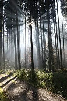 Fog and sun rays in a forest of Norway spruces -Picea abies-, Unterallgaeu, Allgaeu, Bavaria, Germany, Europe