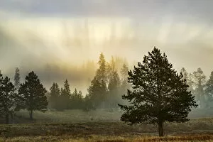 Images Dated 9th May 2016: Foggy meadow with trees at dawn, Midway Geyser Basin, Yellowstone National Park, Wyoming, USA