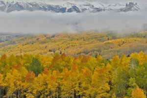 Images Dated 2nd October 2017: Foggy morning on Ohio Pass with Aspens in Fall color near Crested Butte, Colorado, USA