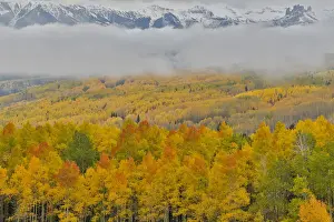 Foggy morning on Ohio Pass with Aspens in Fall color near Crested Butte, Colorado, USA