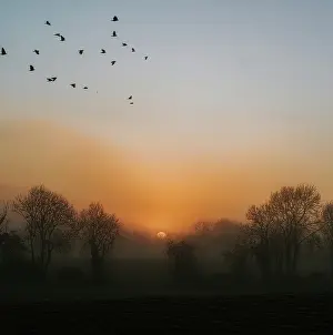 Prints of Simple sunset image of a foggy evening, with silhouettes of trees and a flock of birds flying through the air Beautiful Bird Species Prints: A foggy sunset scene with a flock of birds
