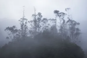 Images Dated 1st February 2017: Foggy trees, Ribeiro De Frio, Madeira, Portugal