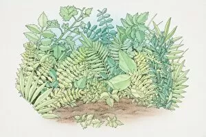 Vegetation Gallery: Foliage of assorted green plants growing in garden