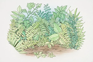 Images Dated 1st August 2006: Foliage of assorted green plants growing in garden