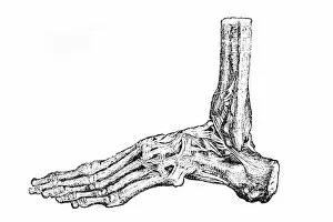 Images Dated 15th March 2016: Foot bones