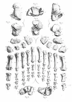Images Dated 24th May 2017: Foot bones anatomy engraving 1866