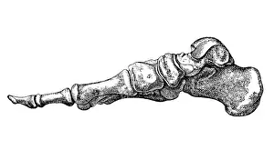 Human Foot Prints: Foot bones, profile view