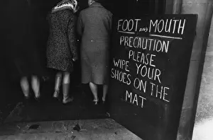 Foot And Mouth