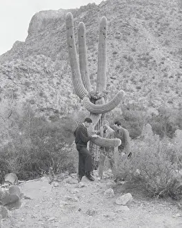 Tucson Prints: Football Players Inspecting Cactus
