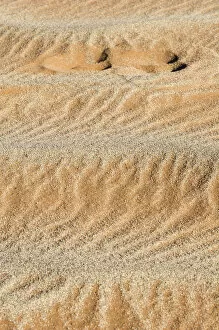 Images Dated 13th August 2014: Footprint in the sand. Sossuvlei, Namibia