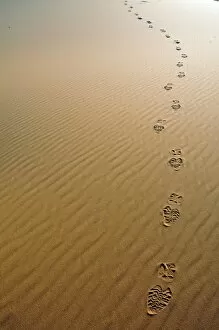 Footprints in the desert sand, sand dune of Erg Chebbi, Morocco, Africa
