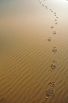 Images Dated 15th May 2010: Footprints in the desert sand, sand dune of Erg Chebbi, Morocco, Africa