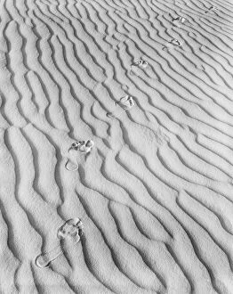 Desert Gallery: Footprints in sand