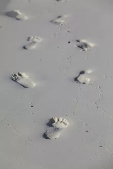 Footprints in the sand, coming and going