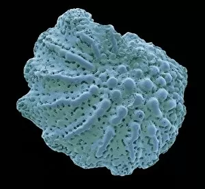 Foraminiferan microfossil, SEM