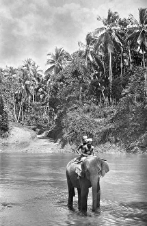 Elephant Gallery: Fording The Kelani