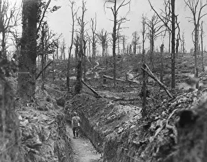 Forest Area Near Somme River in France During World War I