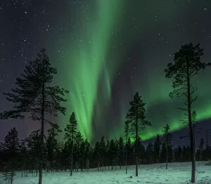 Images Dated 12th November 2012: Forest Aurora