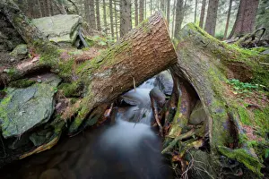Spruce Tree Prints: Forest brook with little waterfalls surrounded by moss covered tree roots