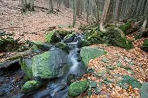 Images Dated 13th December 2015: Forest brook (river) with moss covered stones, long exposure