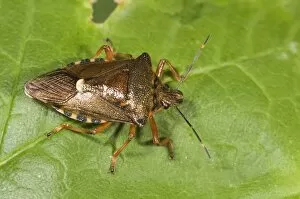 Images Dated 23rd September 2011: Forest bug -Pentoma rufipes-, Untergroeningen, Baden-Wuerttemberg, Germany, Europe