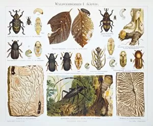 Images Dated 22nd June 2015: Forest destroyer insects lithograph 1897