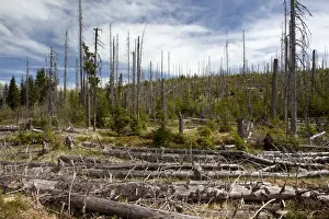 Environmental Damage Prints: Forest dieback near Siebensteinkopf Mountain in the Bavarian Forest
