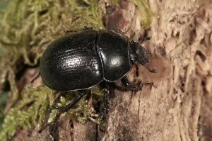 Forest Dung Beetle -Anoplotrupes stercorosus- Untergroeningen, Baden-Wuerttemberg, Germany, Europe