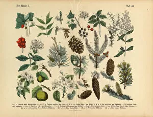 Images Dated 22nd March 2016: Forest and Fruit Trees and Plants, Victorian Botanical Illustration