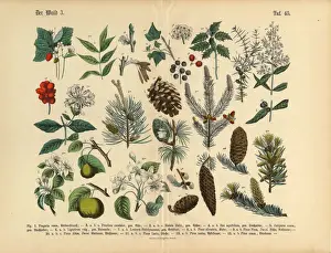 Berry Prints: Forest and Fruit Trees and Plants, Victorian Botanical Illustration