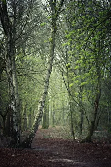 Forest, Haltern am See, Muensterland, North Rhine-Westphalia, Germany, Europe Forest, Haltern am See, Muensterland, North Rhine-Westphalia, Germany, Europe