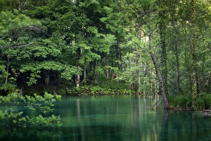 Croatia Collection: Forest lake, Plitvice Lakes National Park, UNESCO World Heritage Site, Croatia, Europe