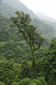 Luxuriant Prints: Forest Landscape With Tree, Yahushima Island, Kagoshima Prefecture, Japan