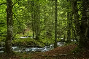 Images Dated 17th May 2015: The forest in the Lesponne Valley, national park of Pyrenees, Hautes Pyrenees, France