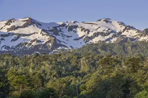 Araucania Region Prints: Forest with Monkey puzzle trees -Araucaria araucana- and snow-capped mountains