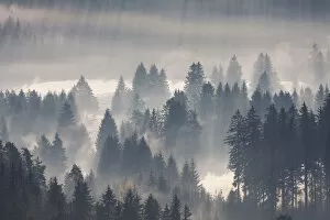 Mist Collection: Forest with morning fog, Black Forest, Breisgau in the Black Forest, Baden-Wuerttemberg, Germany
