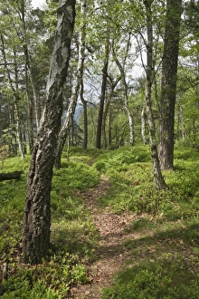 Saxon Gallery: Forest on Mt. Teichstein, Saxon Switzerland, Elbsandsteingebirge Elbe Sandstone Mountains, Saxony