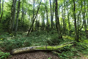 Images Dated 5th July 2013: Forest Around National Park Plitvice, Croatia